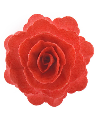 Rosa Vermelha em Obreia - 126141