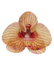 Orquídea Borgonha - 126156