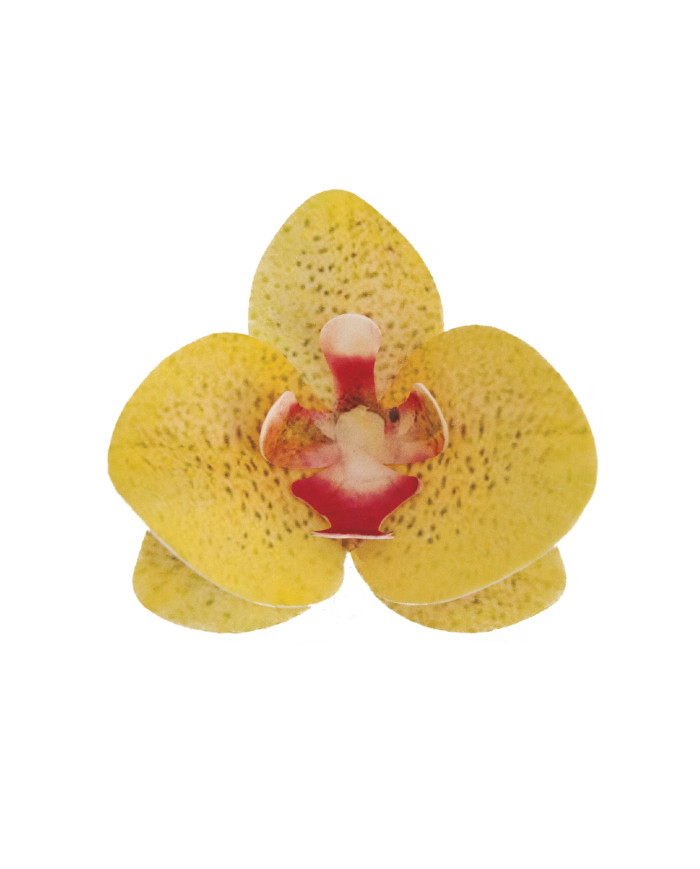 Orquídea Amarela - 126164