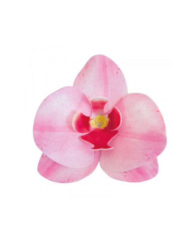 Orquídea Rosa - 126066