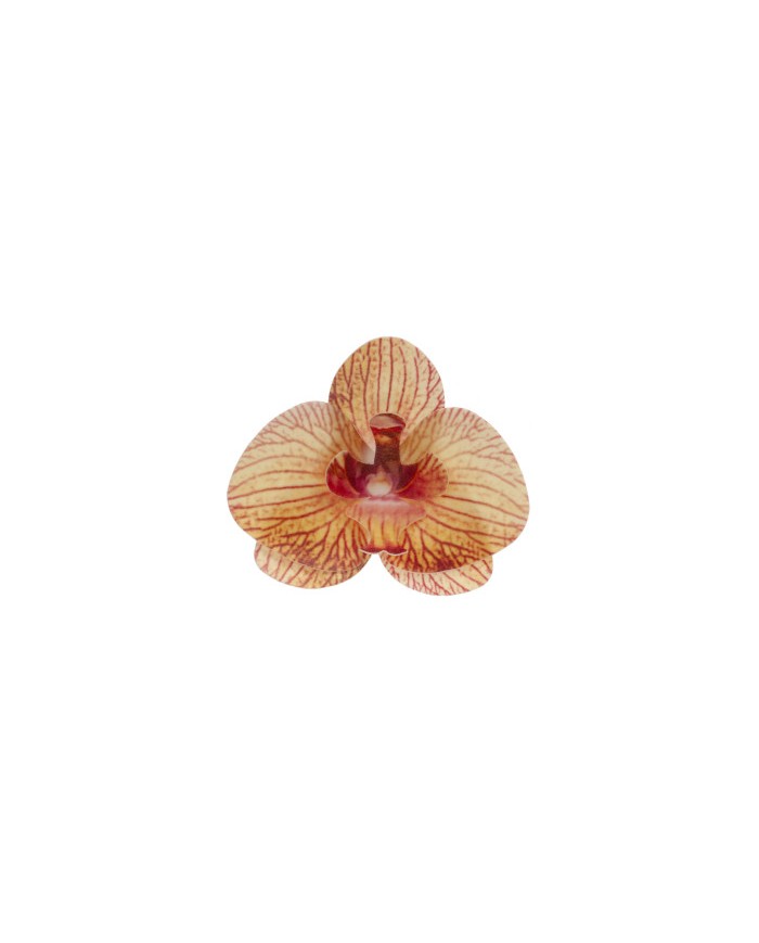 Orquídea Laranja - 126157