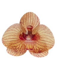 Orquídea Laranja - 126157
