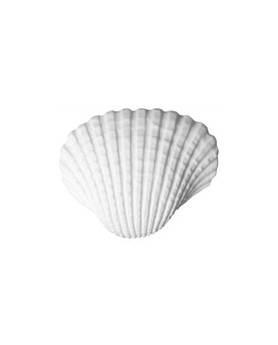CONCHAS DO MAR - REFª 25534