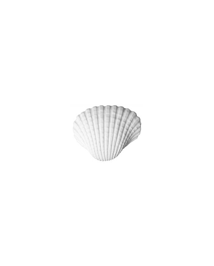CONCHAS DO MAR - REFª 25534