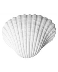 CONCHAS DO MAR - REFª 25534
