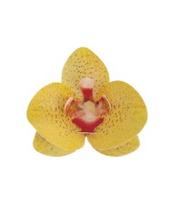 Orquídea Laranja - 126157