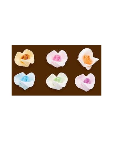 ROSA AROMA PASTEL C/42 - 10400386
