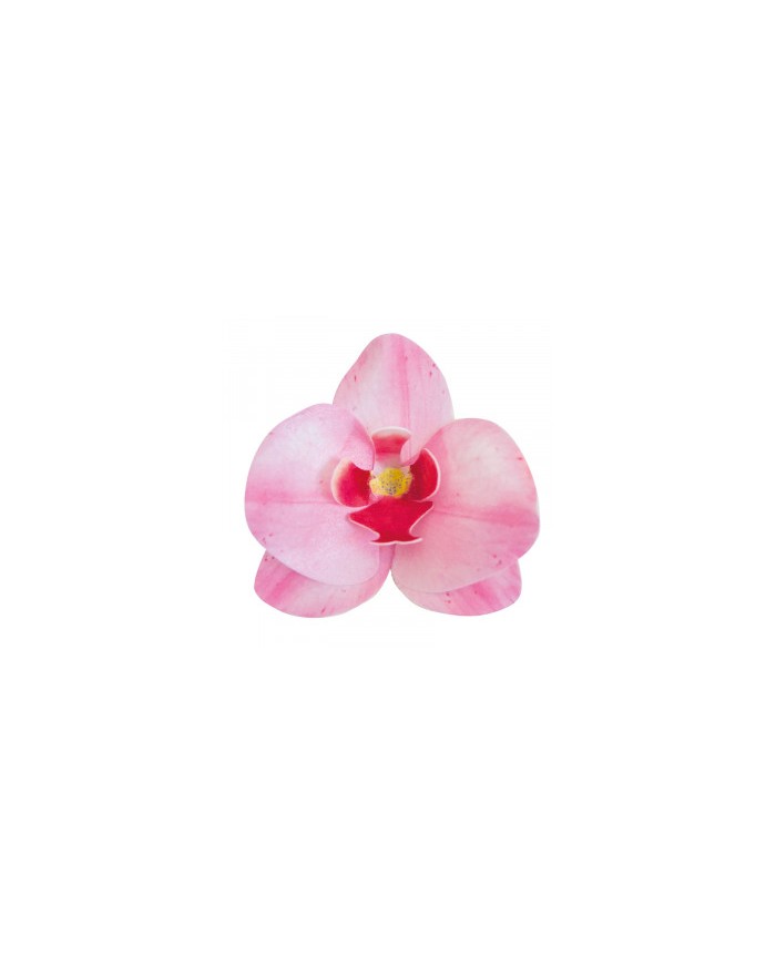 Orquídea Rosa - 126066