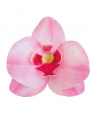 Orquídea Branca - 126067