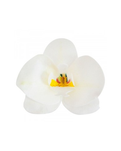 Orquídea Branca - 126067