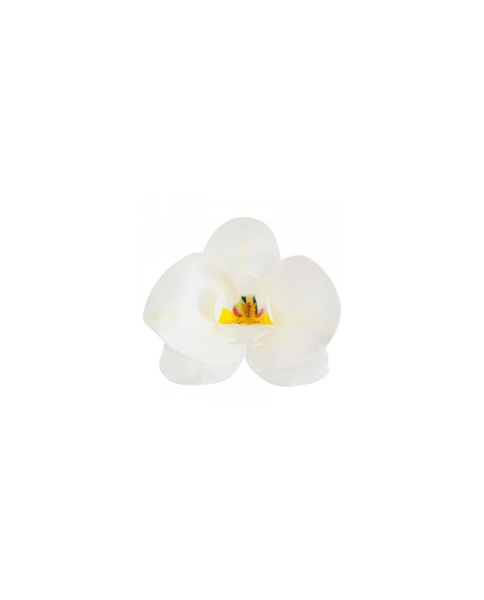 Orquídea Branca - 126067