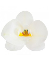 Orquídea Branca - 126067