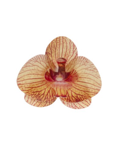 126157 - ORQUIDEA OBREIA LARANJA