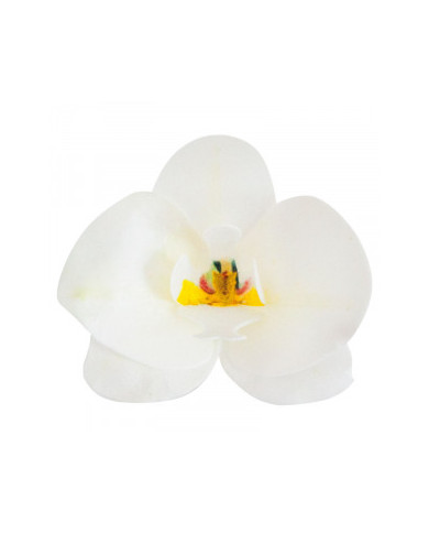 126067 - ORQUIDEA OBREIA BRANCA (10)
