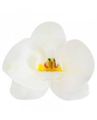 126067 - ORQUIDEA OBREIA BRANCA (10)