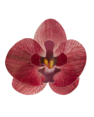 Orquídea Borgonha - 126156